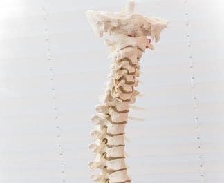 Calcium-A Spinal Cord