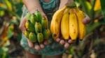 Best Fruits Harvesting Fresh Bananas
